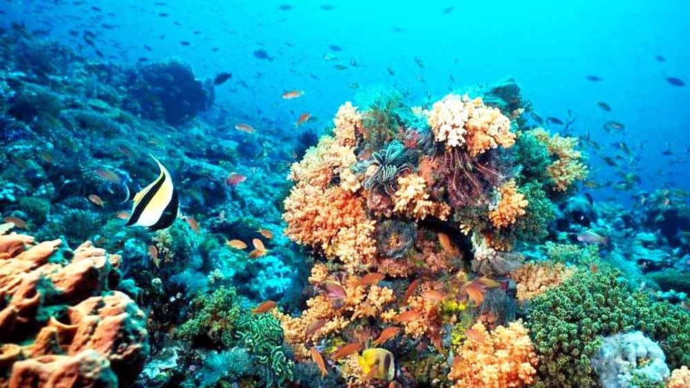 Honduras inicia restauración de arrecifes