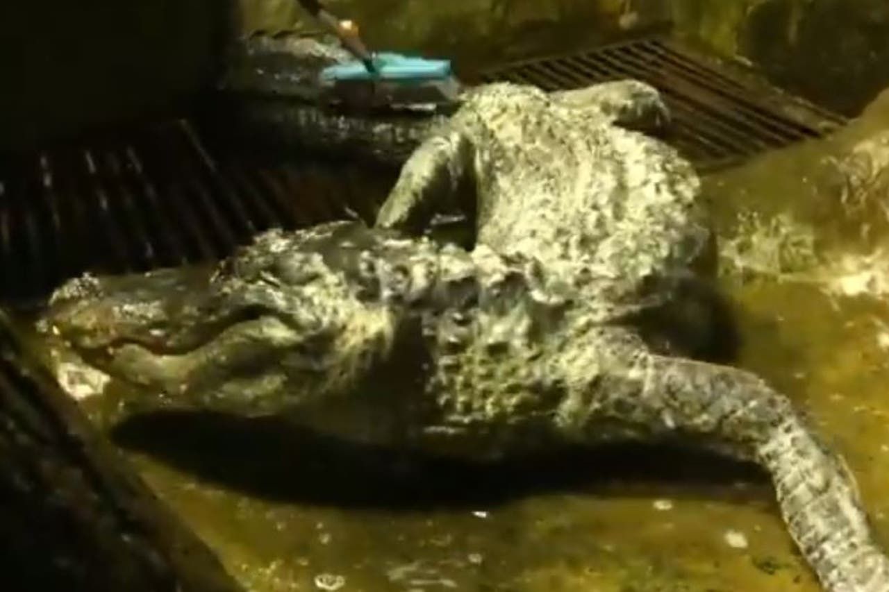 Muere en Rusia caimán que se rumora perteneció a Hitler