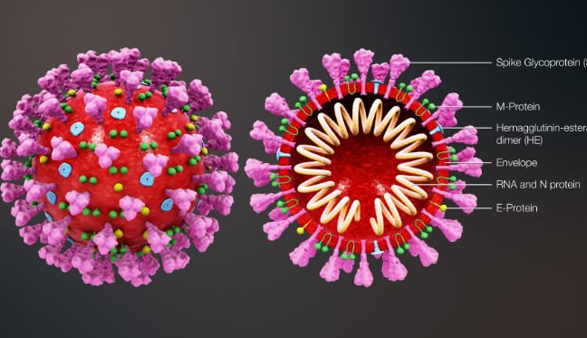 ¿Cómo funciona la nueva y prometedora vacuna contra el coronavirus? ¿Cómo funciona la nueva y prometedora vacuna contra el coronavirus?