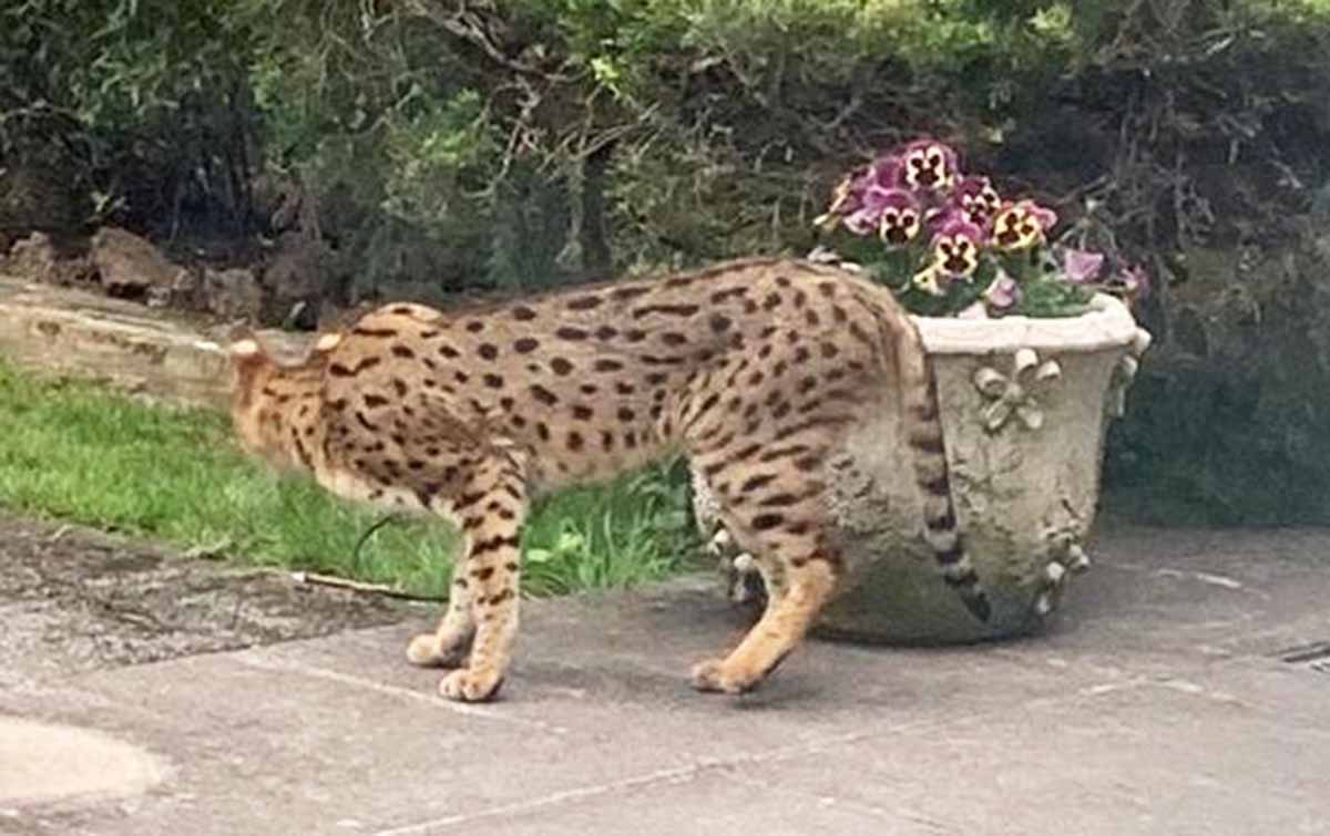 Pánico en un barrio de Londres por un «gato gigante» que escapó de una mansión Pánico en un barrio de Londres por un «gato gigante» que escapó de una mansión