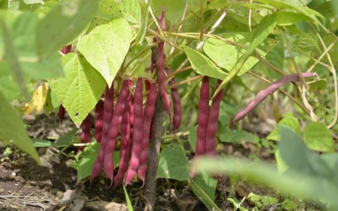 Reconoce productora:   Bono y lluvias benefician al cultivo del frijol