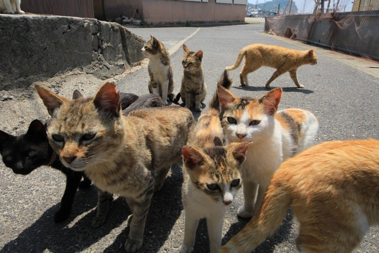 Develaron el macabro misterio de la muerte de decenas de felinos en la “isla de los gatos” de Japón, donde sólo viven 30 personas
