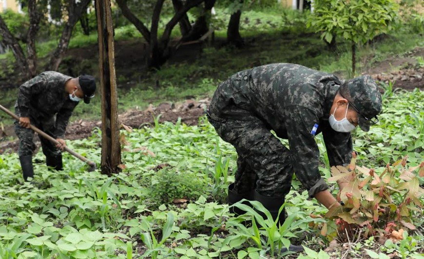 Guardia Presidencial realiza exitosa siembra de vegetales en parcela árida Guardia Presidencial realiza exitosa siembra de vegetales en parcela árida