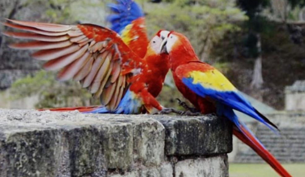 Mañana finaliza el Guacamaya Fest Virtual, en Copán Ruinas
