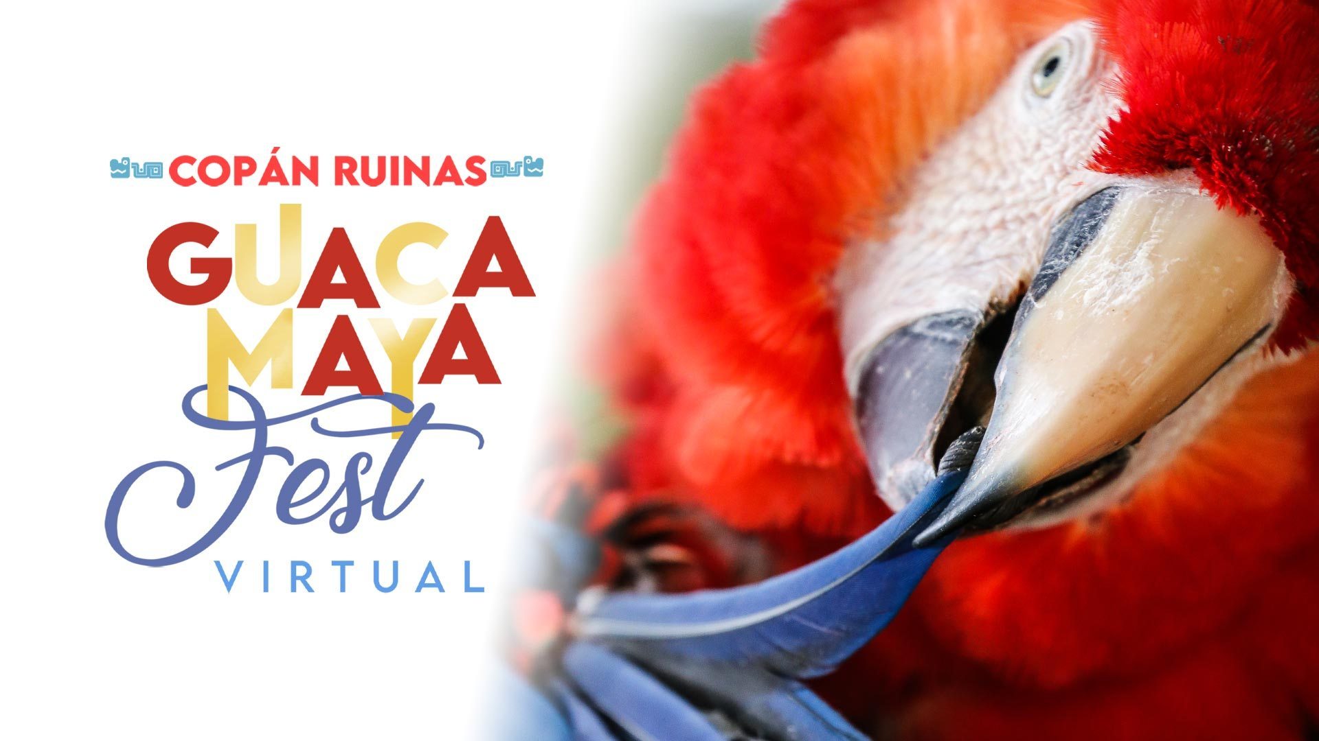 En Copán: Celebrarán el “IV Guacamaya Fest 2020” virtual En Copán: Celebrarán el “IV Guacamaya Fest 2020” virtual