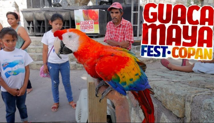 Inicia el Guacamaya Fest virtual Inicia el Guacamaya Fest virtual