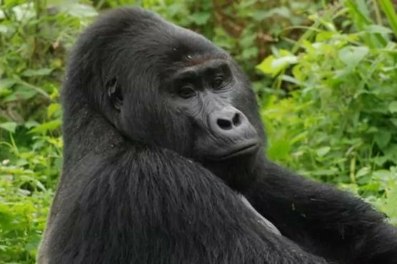 Unos furtivos acaban con la vida de ‘Rafiki’, uno de los últimos gorilas de montaña de Uganda