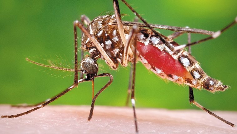 Vocero oficial de Sinager: «El dengue nos ha cobrado más cantidad de vida que el Covid-19 en Danlí, El Paraíso»