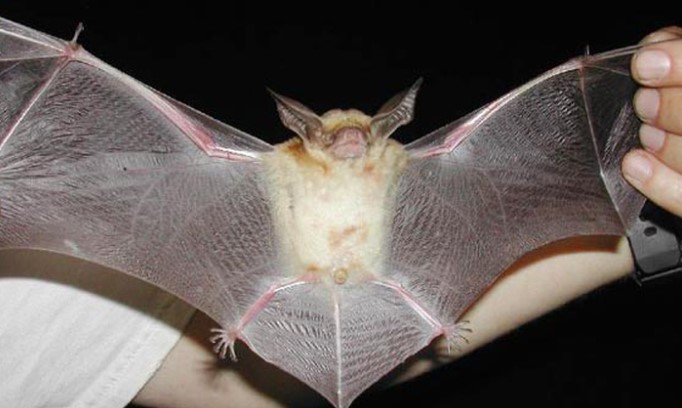Murciélagos: 6 datos sorprendentes sobre por qué no son nuestros enemigos Murciélagos: 6 datos sorprendentes sobre por qué no son nuestros enemigos