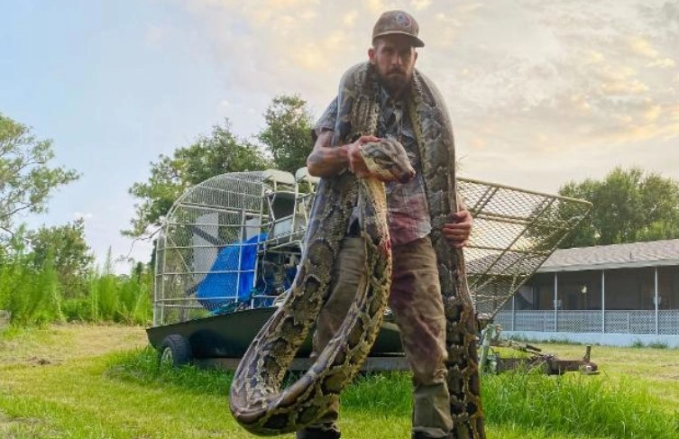 Una pitón de 5 metros fue capturada en los Everglades de la Florida Una pitón de 5 metros fue capturada en los Everglades de la Florida