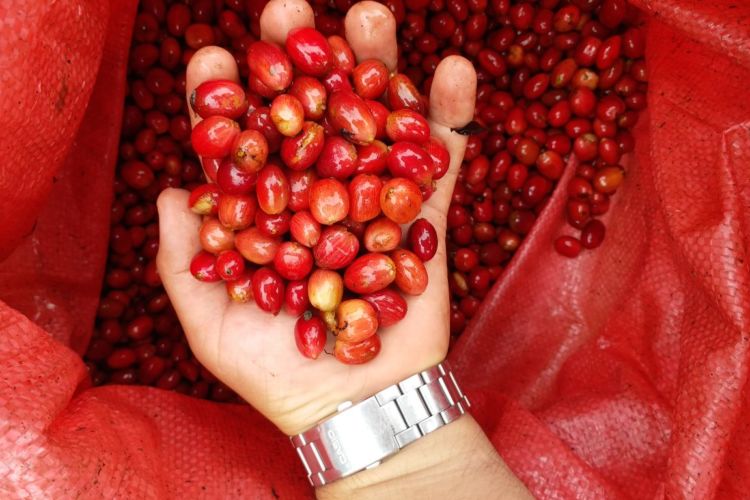 Ihcafé: 254 mil quintales de fertilizante reciben caficultores Ihcafé: 254 mil quintales de fertilizante reciben caficultores