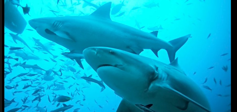 Coronavirus: Tiburones rondan la costa de Miami Beach ante ausencia de personas Coronavirus: Tiburones rondan la costa de Miami Beach ante ausencia de personas