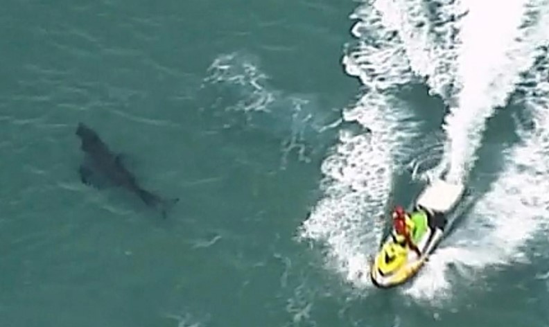 Surfista australiano muere después de ser mordido por un tiburón blanco de casi 3 metros de largo