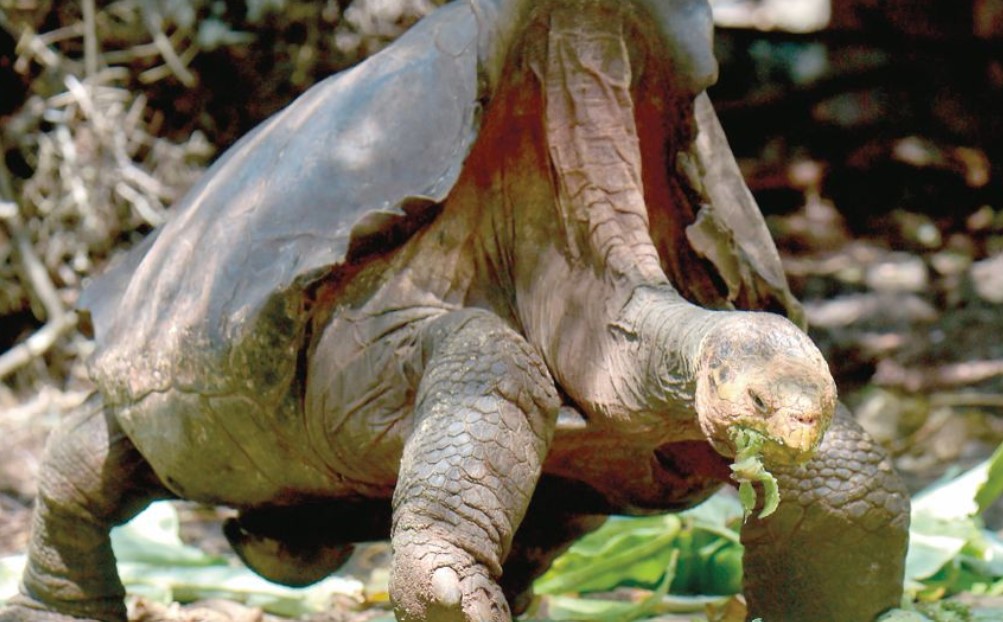 Diego, la tortuga gigante que salvó a su especie de la extinción Diego, la tortuga gigante que salvó a su especie de la extinción