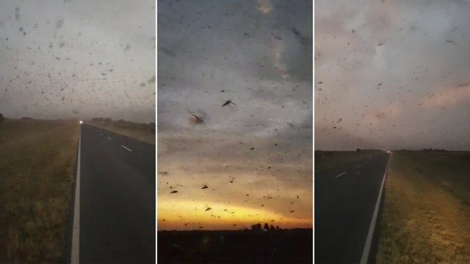 Brasil declaró la emergencia sanitaria en dos estados por el avance de una “nube” de langostas desde Argentina Brasil declaró la emergencia sanitaria en dos estados por el avance de una “nube” de langostas desde Argentina
