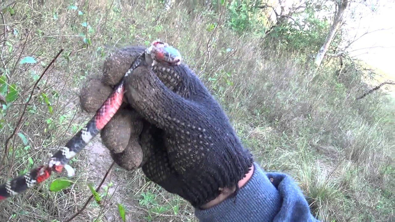 Al menos 272 personas han sido atendidas por mordedura de serpientes en los establecimientos de Salud Al menos 272 personas han sido atendidas por mordedura de serpientes en los establecimientos de Salud
