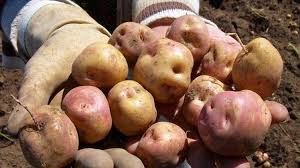 Producirán mil quintales de semilla de papa certificada   