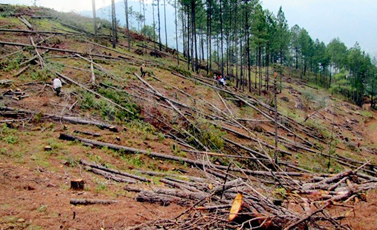 Advierten autoridades: ICF combate 1,400 brotes de gorgojo descortezador Advierten autoridades: ICF combate 1,400 brotes de gorgojo descortezador