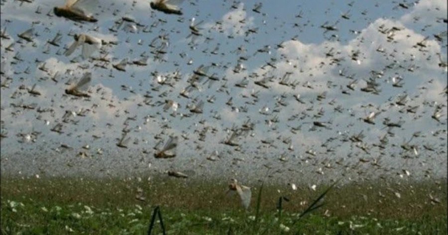 Una nube de saltamontes recorre Argentina y avanza hacia Brasil