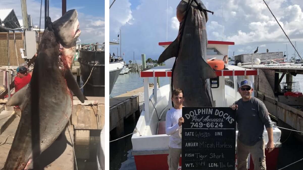Niño de Texas pesca un tiburón tigre de casi 900 libras; lucharon cinco horas para finalmente subirlo al barco