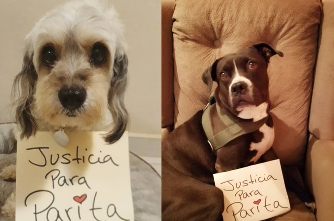 Indignante: un grupo de adolescentes tiró una perrita al río para ver si podía escaparse de un cocodrilo. Indignante: un grupo de adolescentes tiró una perrita al río para ver si podía escaparse de un cocodrilo.