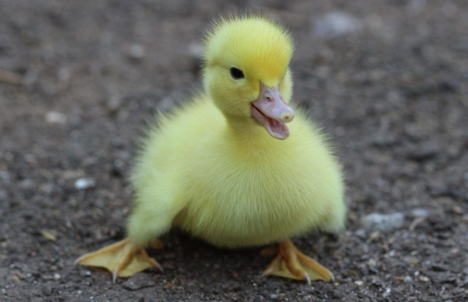 Incubó unos huevos que compró en el supermercado e increíblemente nacieron 3 patos Incubó unos huevos que compró en el supermercado e increíblemente nacieron 3 patos