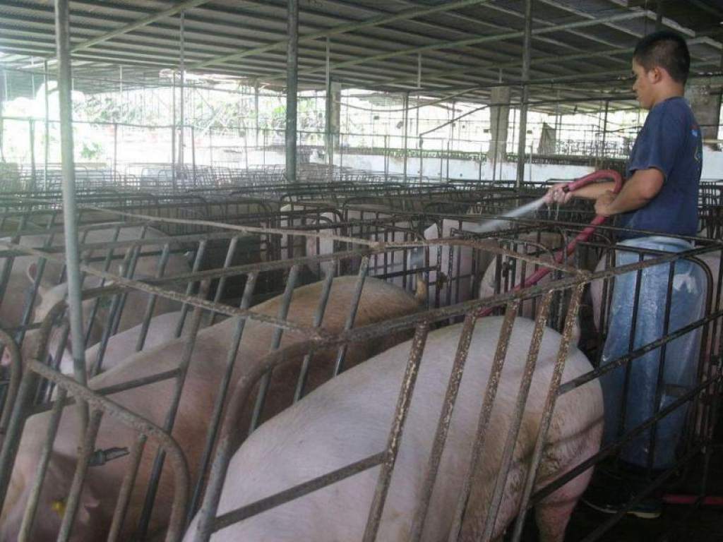 Programa financiero 8.7% es alentador y oxigena, según productor porcino