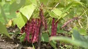 Gracias al buen invierno: Productores esperan cosechar 850 mil quintales de frijol Gracias al buen invierno: Productores esperan cosechar 850 mil quintales de frijol