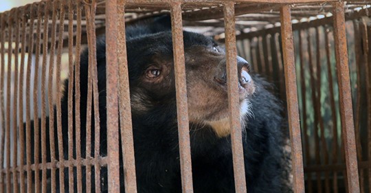 China promueve la bilis de oso como tratamiento para el coronavirus