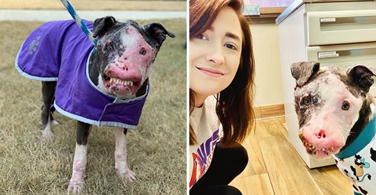 Perro sin hogar con el rostro desfigurado se recupera gracias al amor Perro sin hogar con el rostro desfigurado se recupera gracias al amor