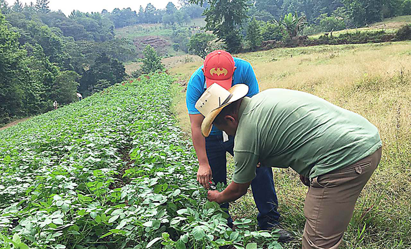 Productores y técnicos se capacitan en producción y manejo de frijol