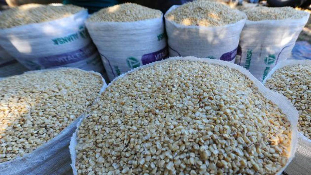 Consejo Campesino:   Producirán un millón de quintales de maíz  