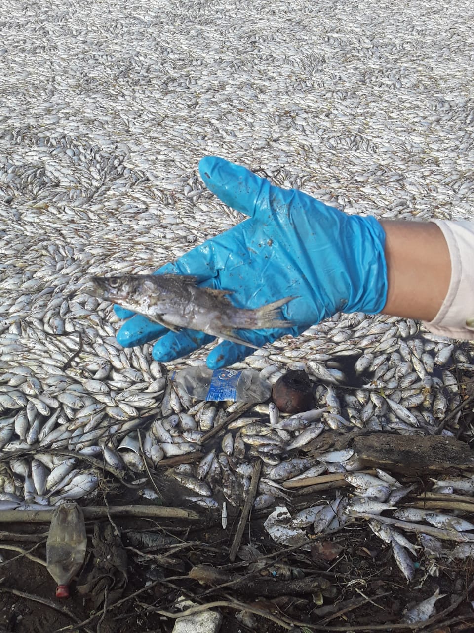 Ejecutan acciones ante la mortalidad de peces en Santa Rosa de Aguán Ejecutan acciones ante la mortalidad de peces en Santa Rosa de Aguán