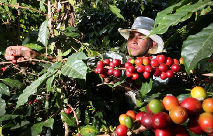 Director de Adecafeh: $ 850 millones en divisas generará exportación de café Director de Adecafeh: $ 850 millones en divisas generará exportación de café