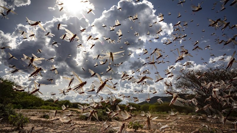 Copeco: Lluvias contrarrestan propagación de langosta