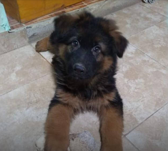 Un perrito viajó 450 kilómetros en taxi para estar junto a su dueña