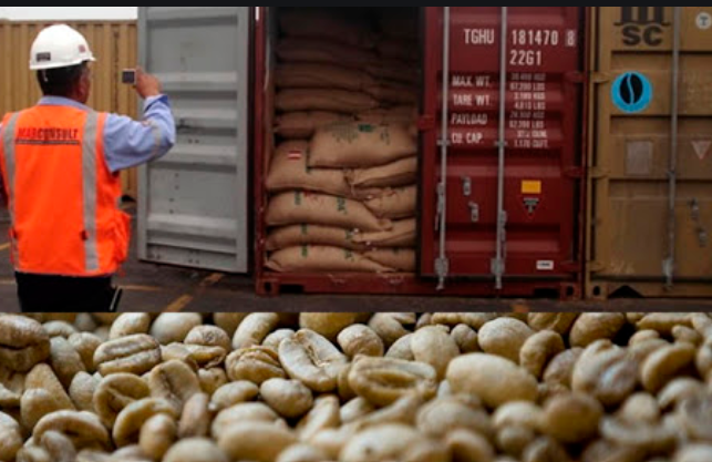 Director de Adecafeh: 850 millones de dólares generará exportación de café