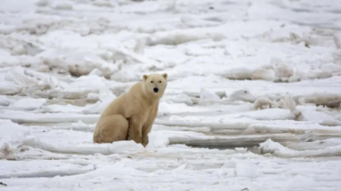 Cambio climático: la extinción de los osos polares tiene fecha y es casi irreversible