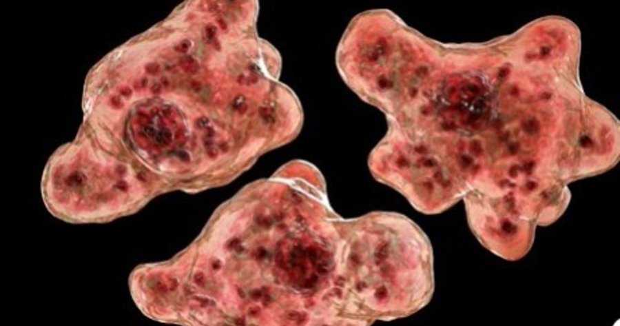 Estados Unidos emite alerta por la ameba Come Cerebros: cuáles son sus síntomas y cómo evitar contagiarse