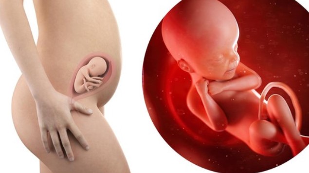 Covid podría infectar al feto a través de la placenta Covid podría infectar al feto a través de la placenta