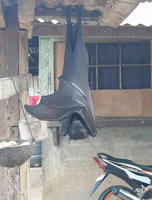 Causa horror fotografía viral de un murciélago «del tamaño de un humano» Causa horror fotografía viral de un murciélago «del tamaño de un humano»