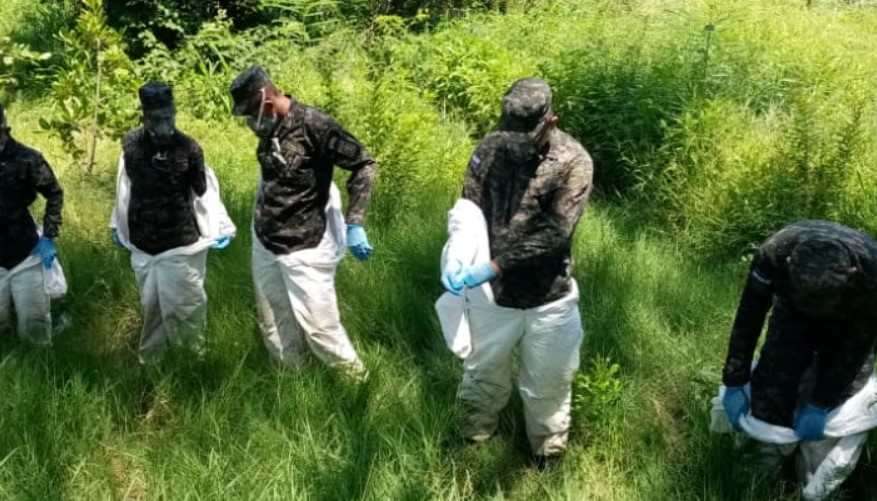 FF.AA trabaja para evitar plaga de langosta en zona sur del país