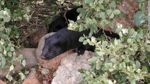 España ordena sacrificar casi 100.000 visones de granja luego de que algunos animales dieran positivo por covid-19 España ordena sacrificar casi 100.000 visones de granja luego de que algunos animales dieran positivo por covid-19