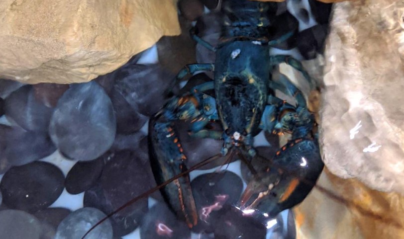 Animales: Restaurante halla una langosta azul y decide conservarla