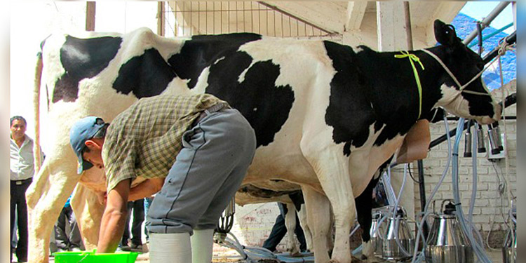 Pese al COVID-19:  Aumenta producción de leche a 1.6 millones de litros al día