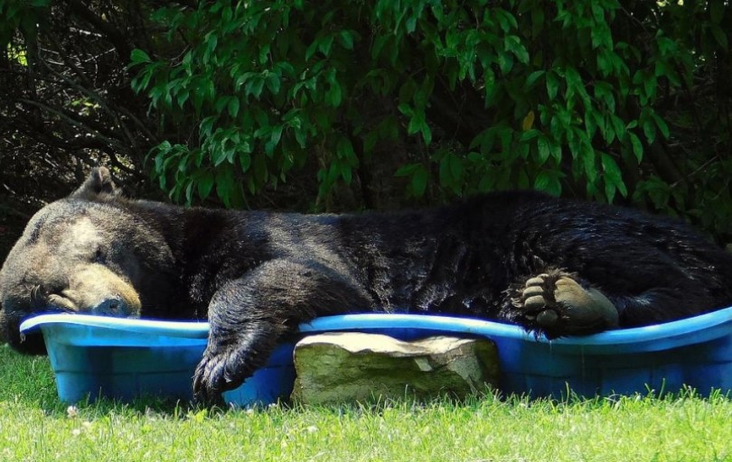 Un enorme oso negro es visto relajándose en una piscina con una actitud muy de verano