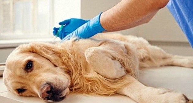 EEUU: Muere el primer perro que dio positivo al Covid-19