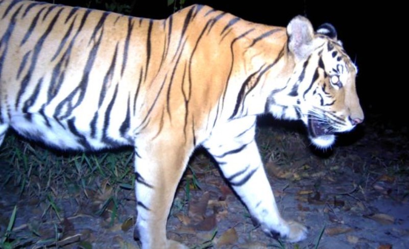 Tigres en peligro de extinción refuerzan la esperanza de supervivencia de las especies en Tailandia Tigres en peligro de extinción refuerzan la esperanza de supervivencia de las especies en Tailandia