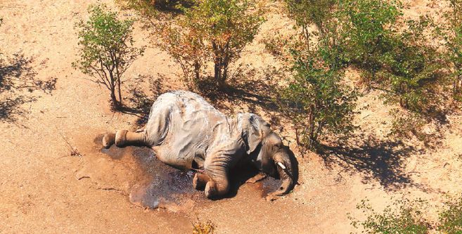 El misterio detrás de la muerte de cientos de elefantes en Botsuana