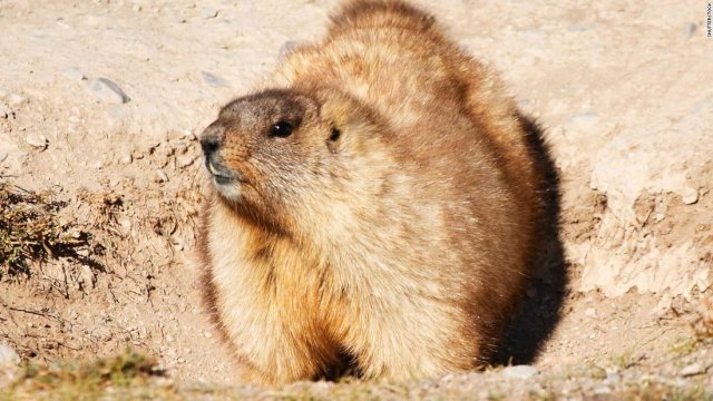 Adolescente muere de peste bubónica en Mongolia tras comer carne de marmota Adolescente muere de peste bubónica en Mongolia tras comer carne de marmota